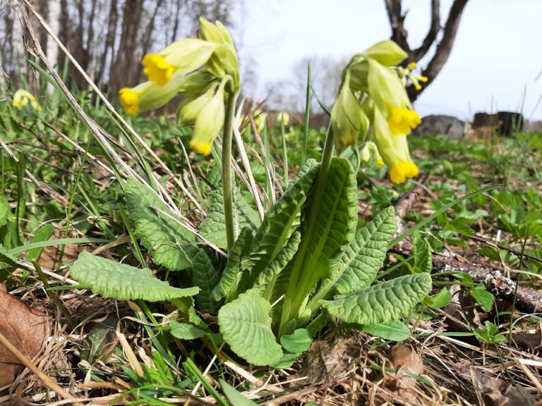 nature walk about medical plants at the quest house