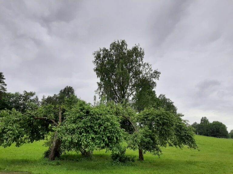 Garden view
