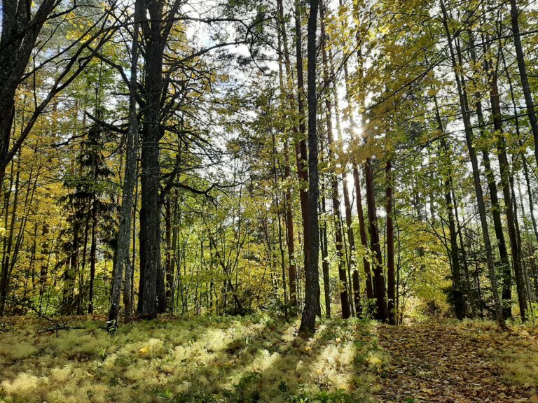 jalutamise võimalusega puhkemaja võrumaal
